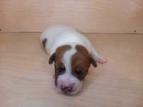 Piesek Jack Russell Terrier FCI / ZKwP (GŁADKOWŁOSY pies, szczeniak)