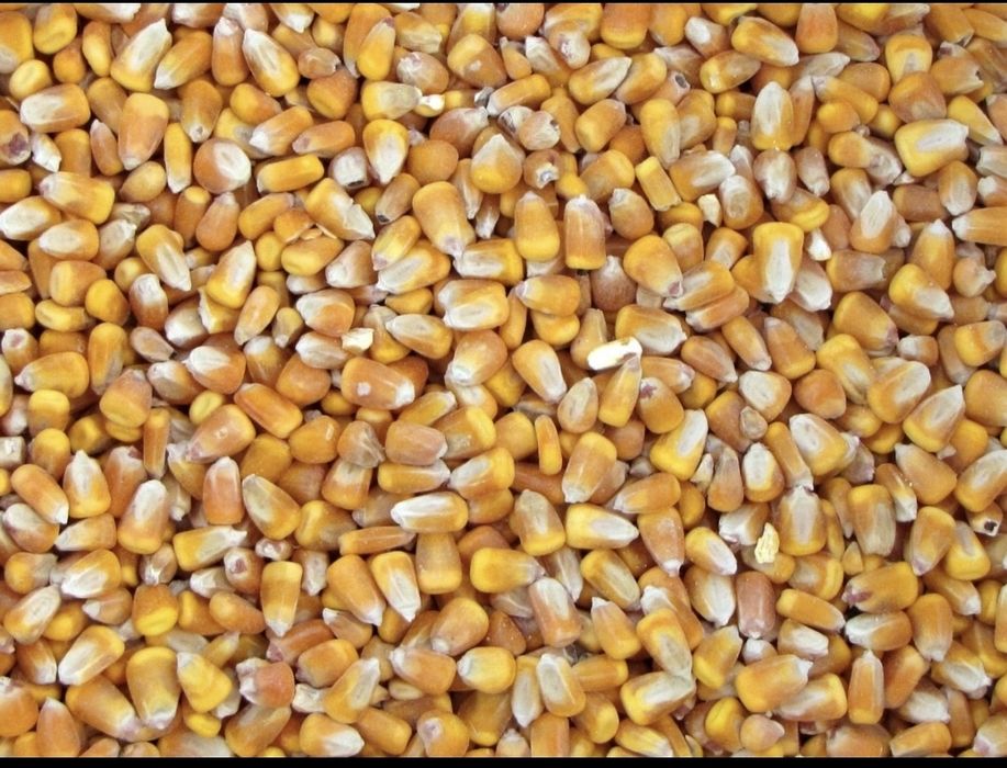 Kukurydza 2025 gruba, PASZA, pszenica