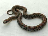 Wąż nie zbożowy - meksykański/Idealny dla początkujących / rośnie mały
