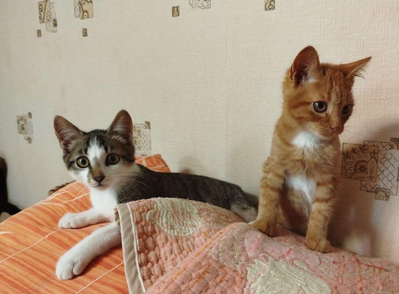 Віддам кошенят в добрі руки