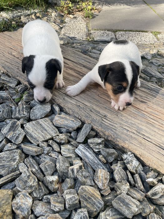 Mały Reksio Jack Russell Terrier