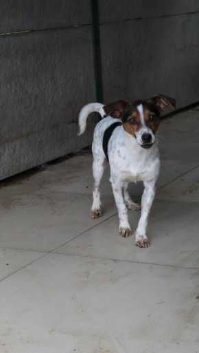 097100 Archi do adopcji.