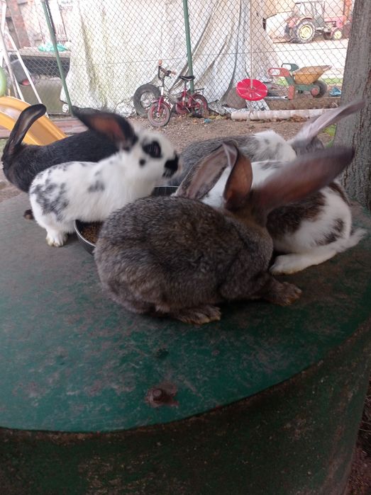 Kroliki młode, mieszance