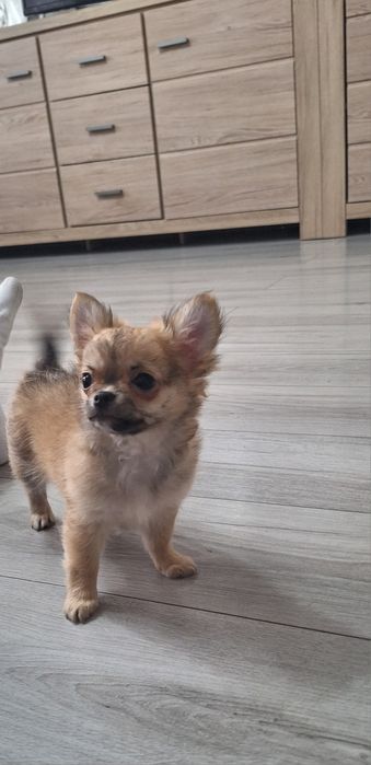 Chihuahua Piesek długowłosy