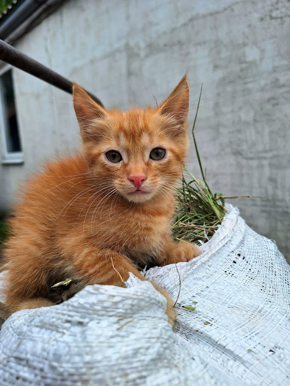 Рыжий котёнок мальчик ищет дом! Отдам в хорошие руки!