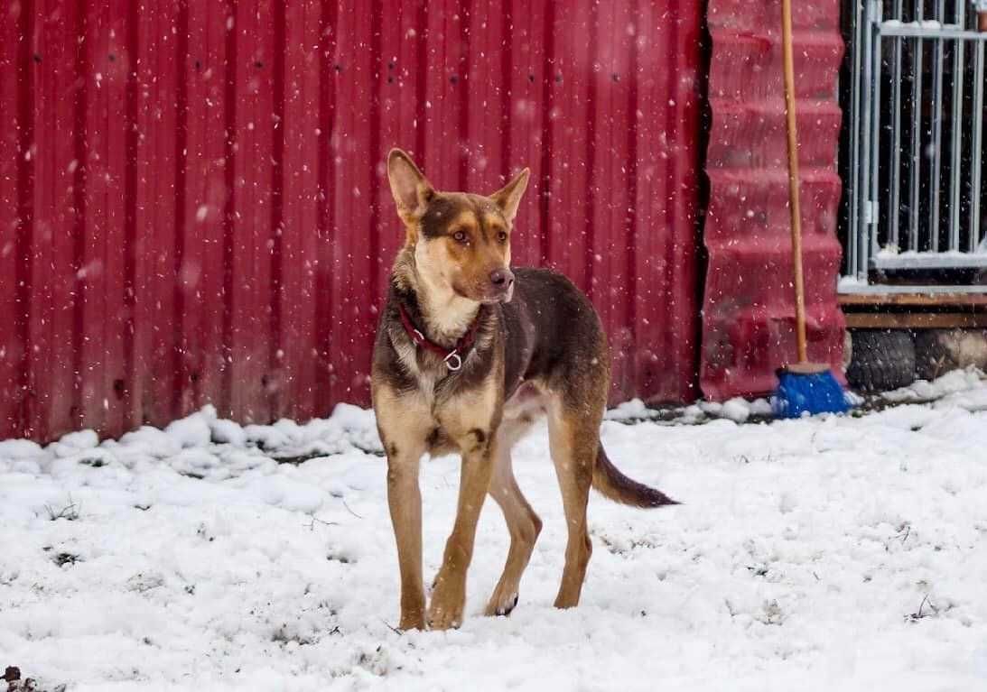 Ludwik - piękny pies w schronisku ! Zjawiskowy ! Do pilnej adopcji