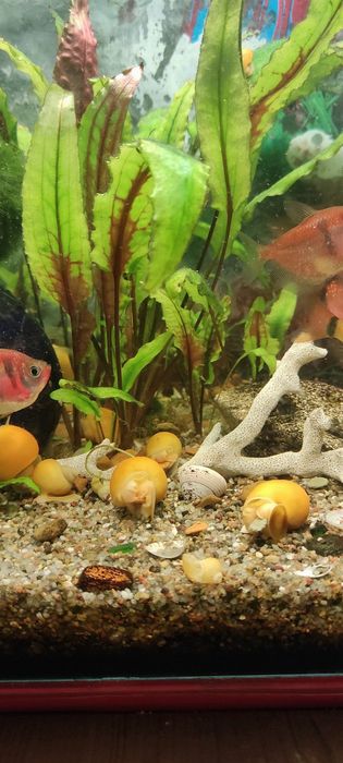 Ампулярія жовта равлик