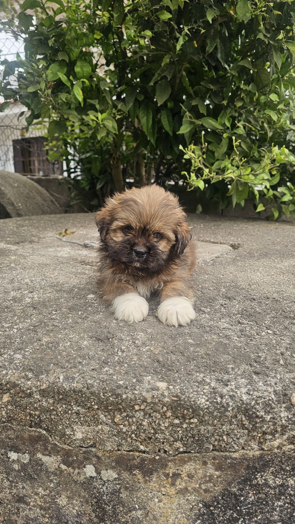 Shih tzu fêmea macho