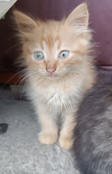 Котенята в добрі руки