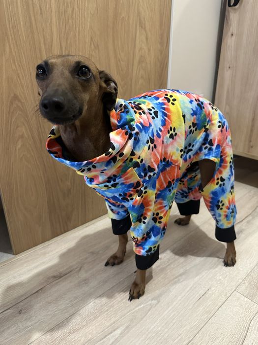 Piżamka dla psa charcik włoski, whippet
