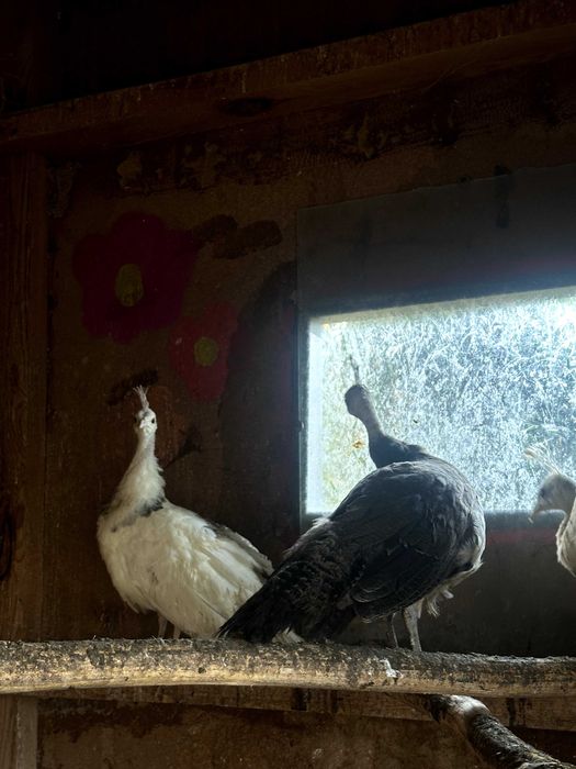 Pawie 2025 rok para czarnoskrzydłych