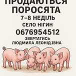 Поросята, Свині (7-8неділь)