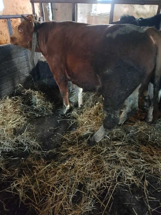 Sprzedam byka mięsnego