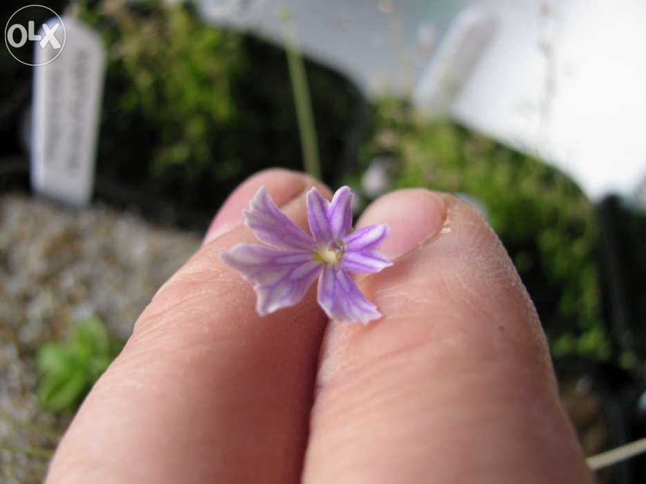 KIT COMPLETO para Planta Carnivora Pinguicula Emarginata