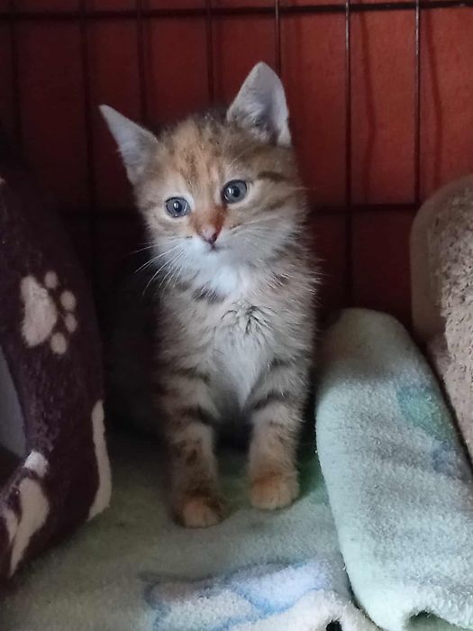 Cudne malutkie tygryski za darmo