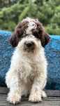 Piesek Lagotto Romagnolo