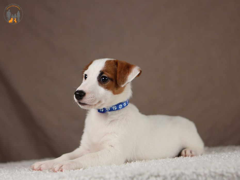 Jack Russell Terrier ZKwP FCI z Paszportem