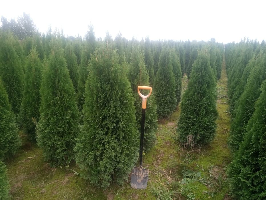 Tuje szmaragd i brabant  140-200cm oraz 70-100cm_szmarag żółty gold