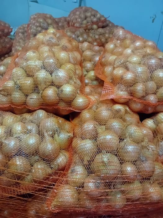 Cebula odmiana wolska