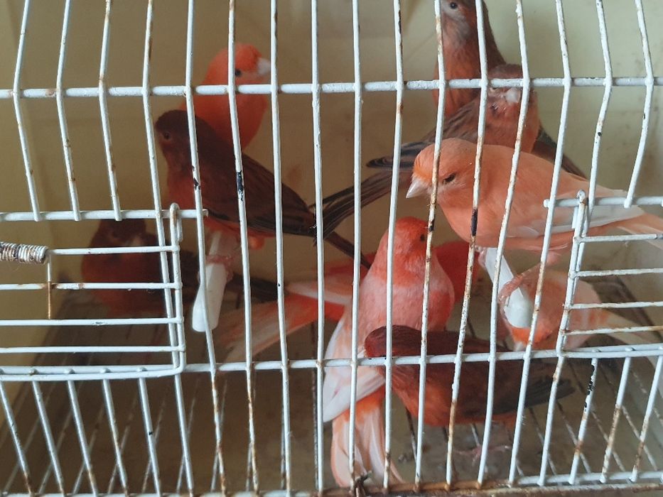 Canários lipocromos varios, ano 2025