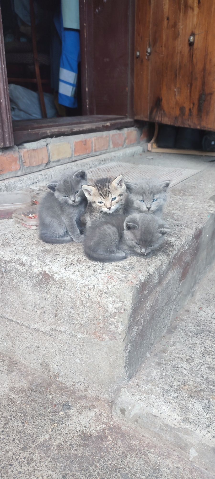 Продам кошенят британців
