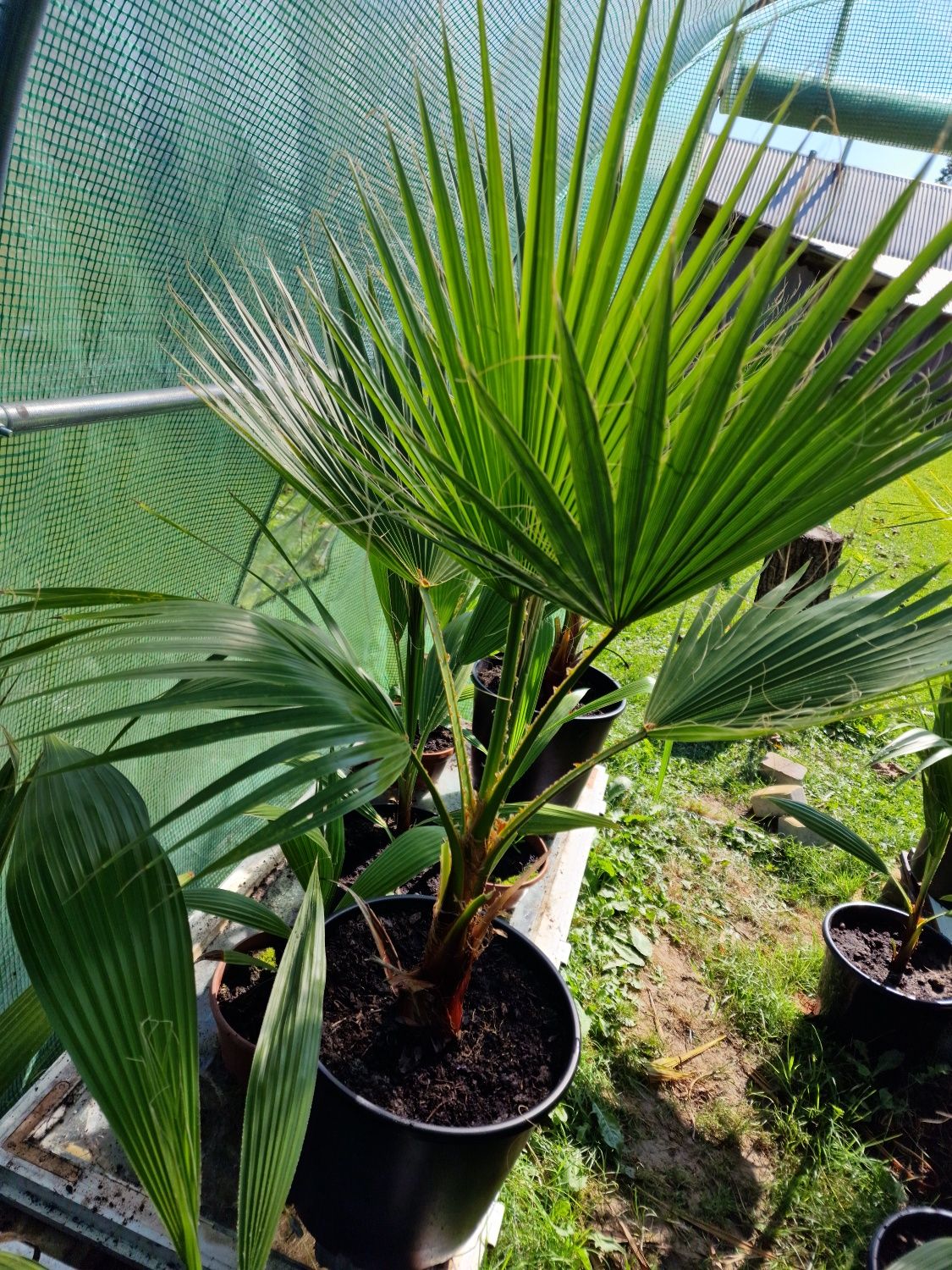 Palma sadzonki małe i duże