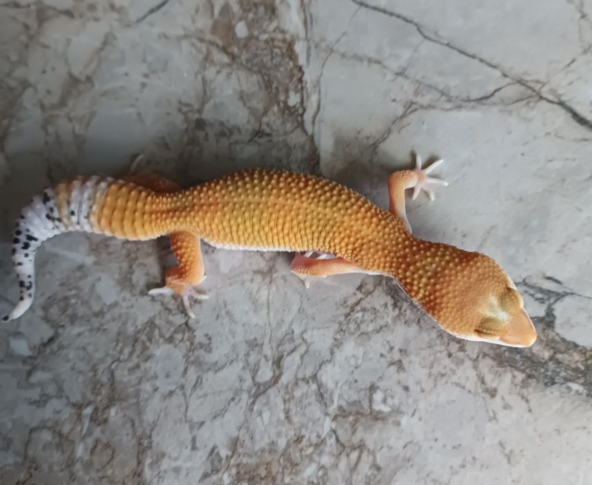 Gekon lamparci, eublefar lamparci Mandarin Tangerine