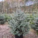 Świerk srebrny PLANTACJA choinki hutr detal