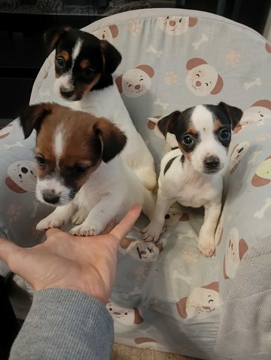 Jak Russell terrier sliczny