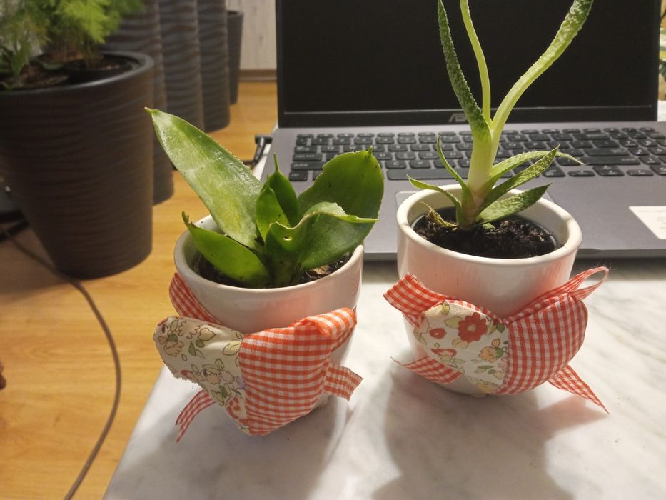 Dwie doniczki plus roślinki