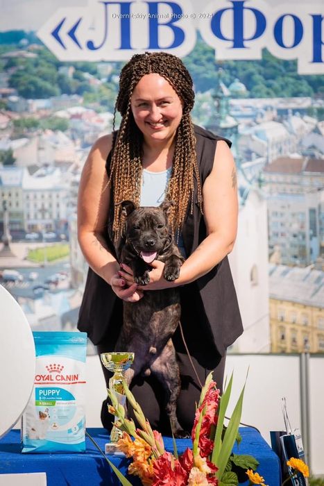 Цуценя стаффордширського бультерера