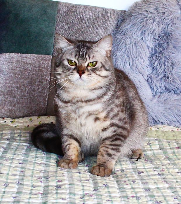 Красень британець