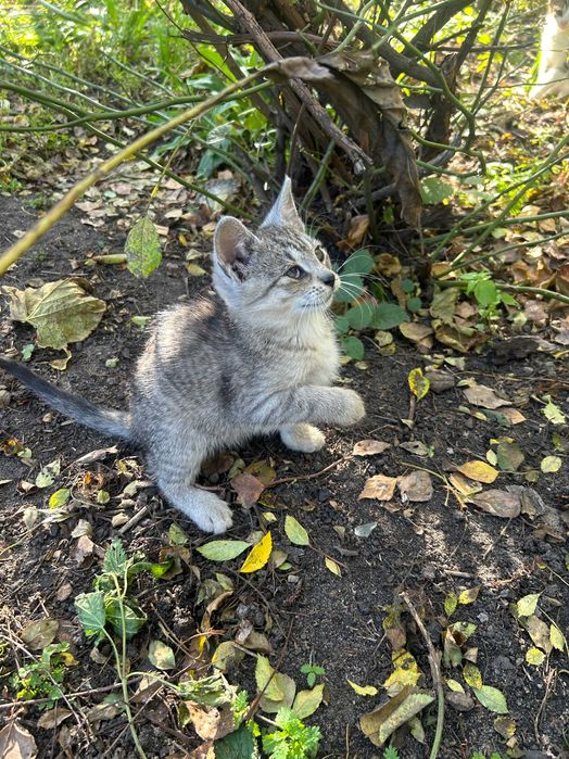 3 urocze około 3-miesięczne kotki szukają dobrego domku (Kleszczów)