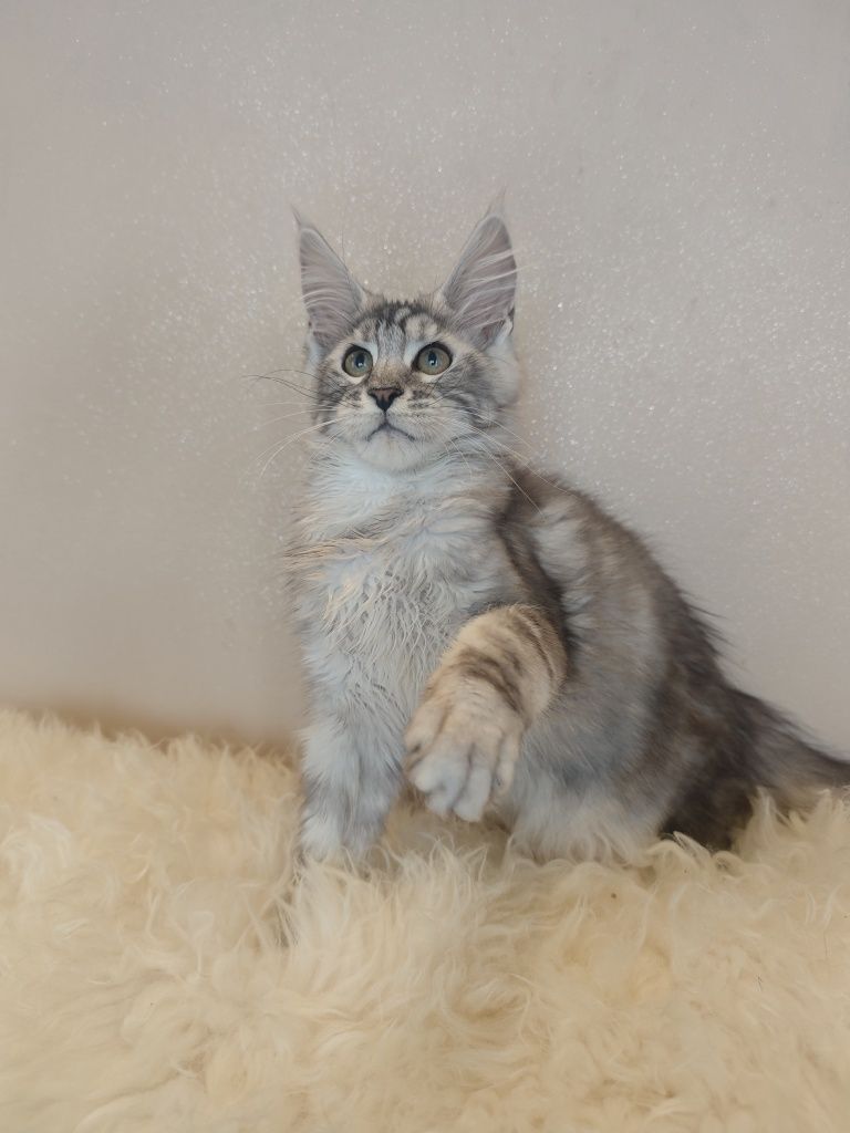 Cudny kocurek Maine Coon