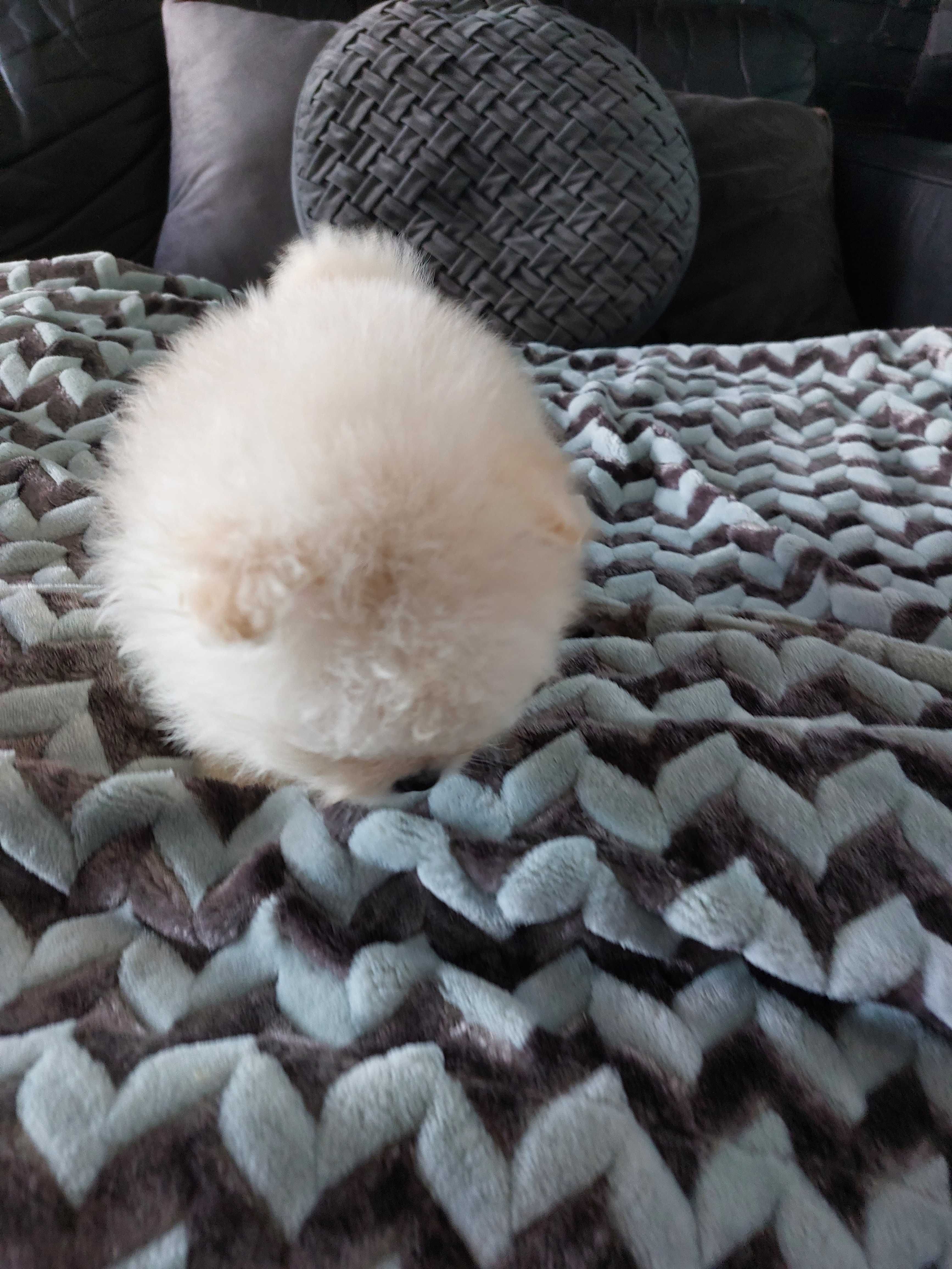 Spitz anão.  Menina Lulu da Pomerânia Lop Russo Mini.
