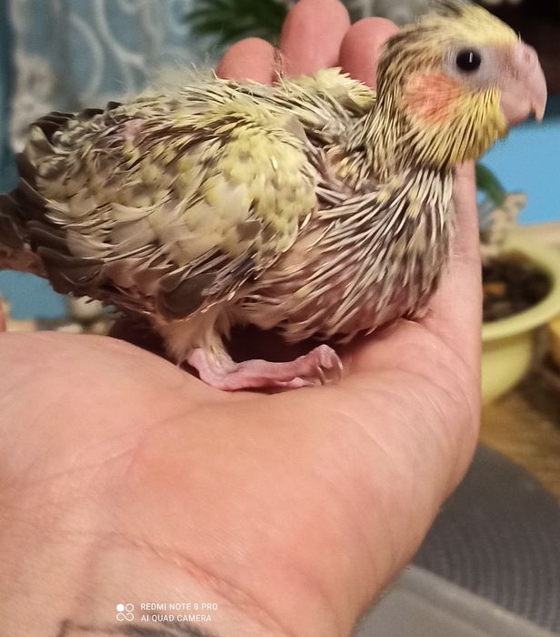 Nimfy nimfa do karmienia ręcznego papuga