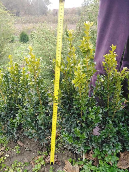 Декоративні рослини та плодово-ягідні культури.