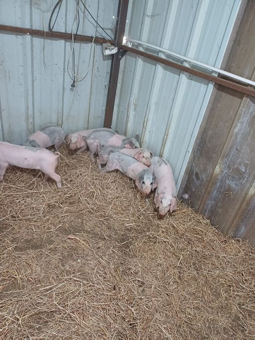 Letões bisaros  boa qualidade