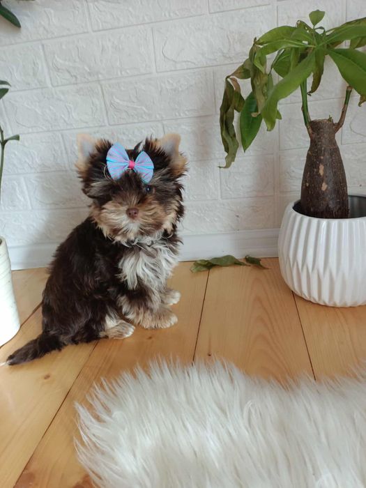 Yorkshire terrier piękny czekoladowy piesek