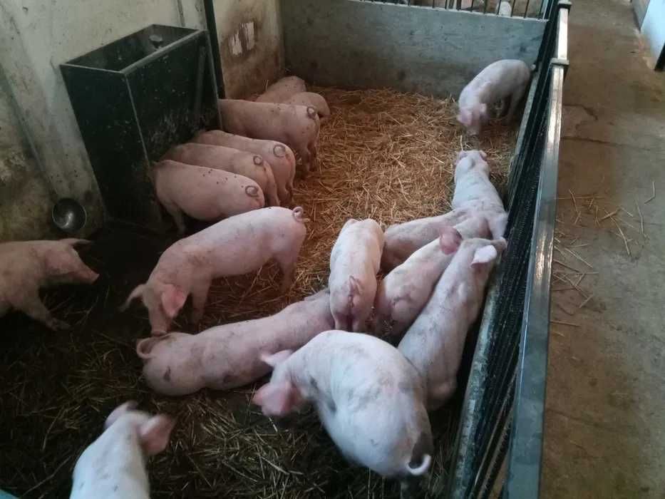 Prosięta Warchlaki Mięsne 20kg