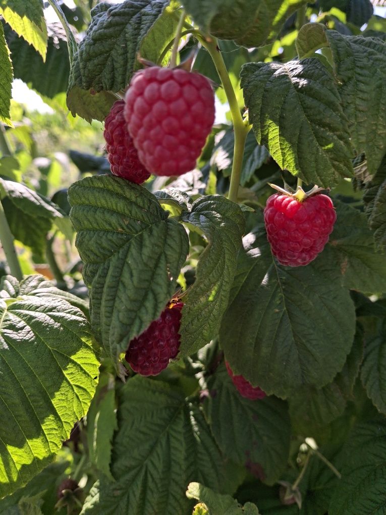 Maliny bez oprysków