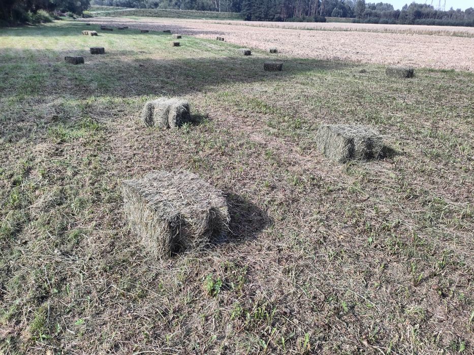 Siano kostki siana Siano w kostkach