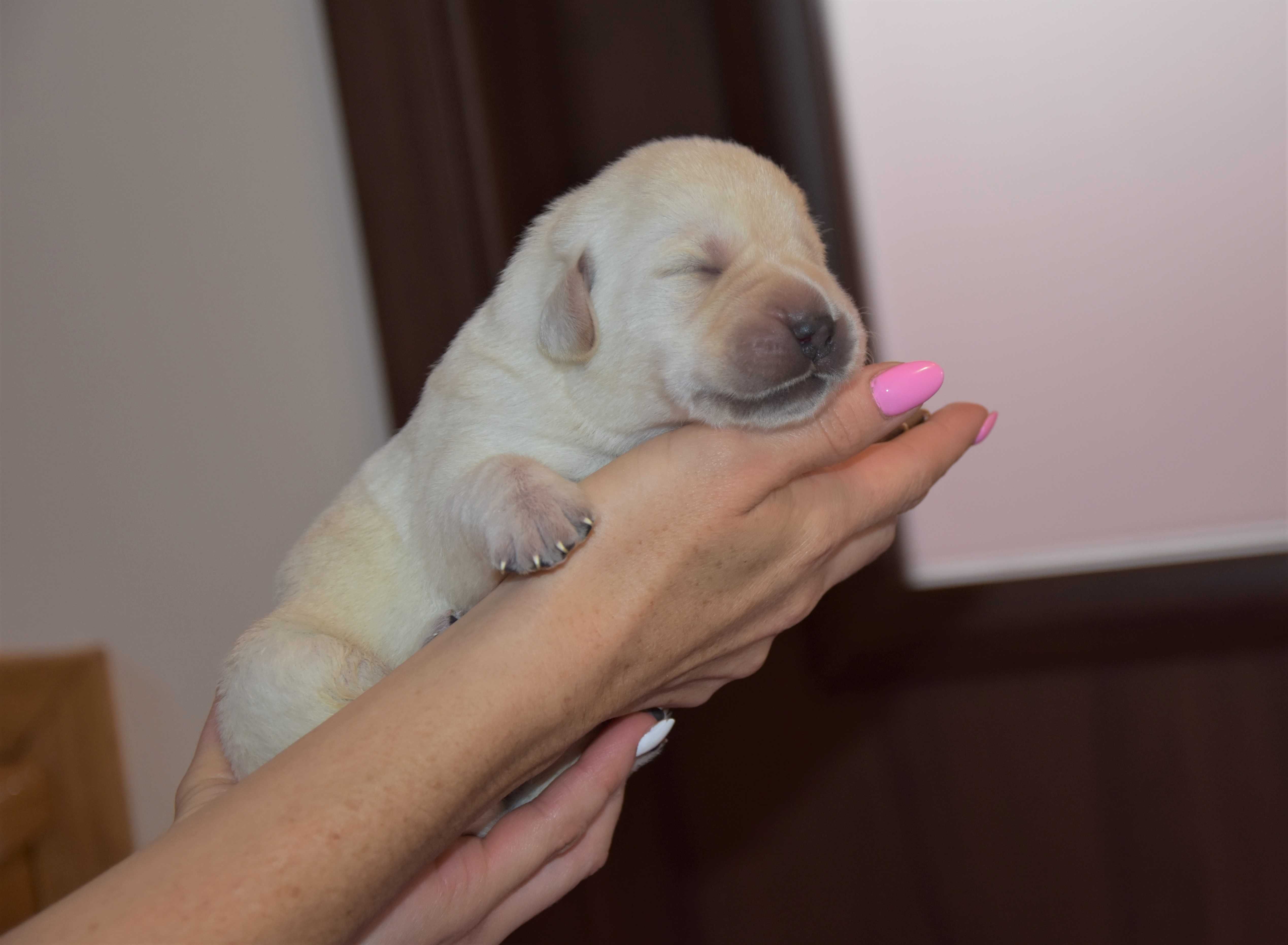szczenię Labrador Retriever ZKwP/FCI