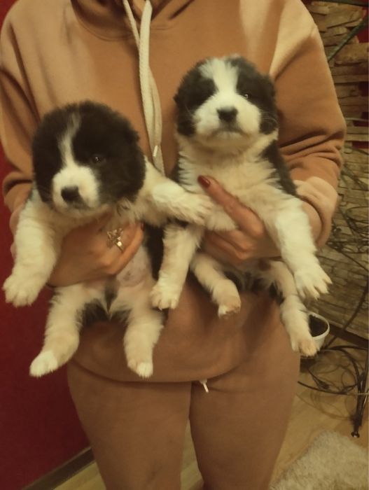 Алабайчики чекають на вас