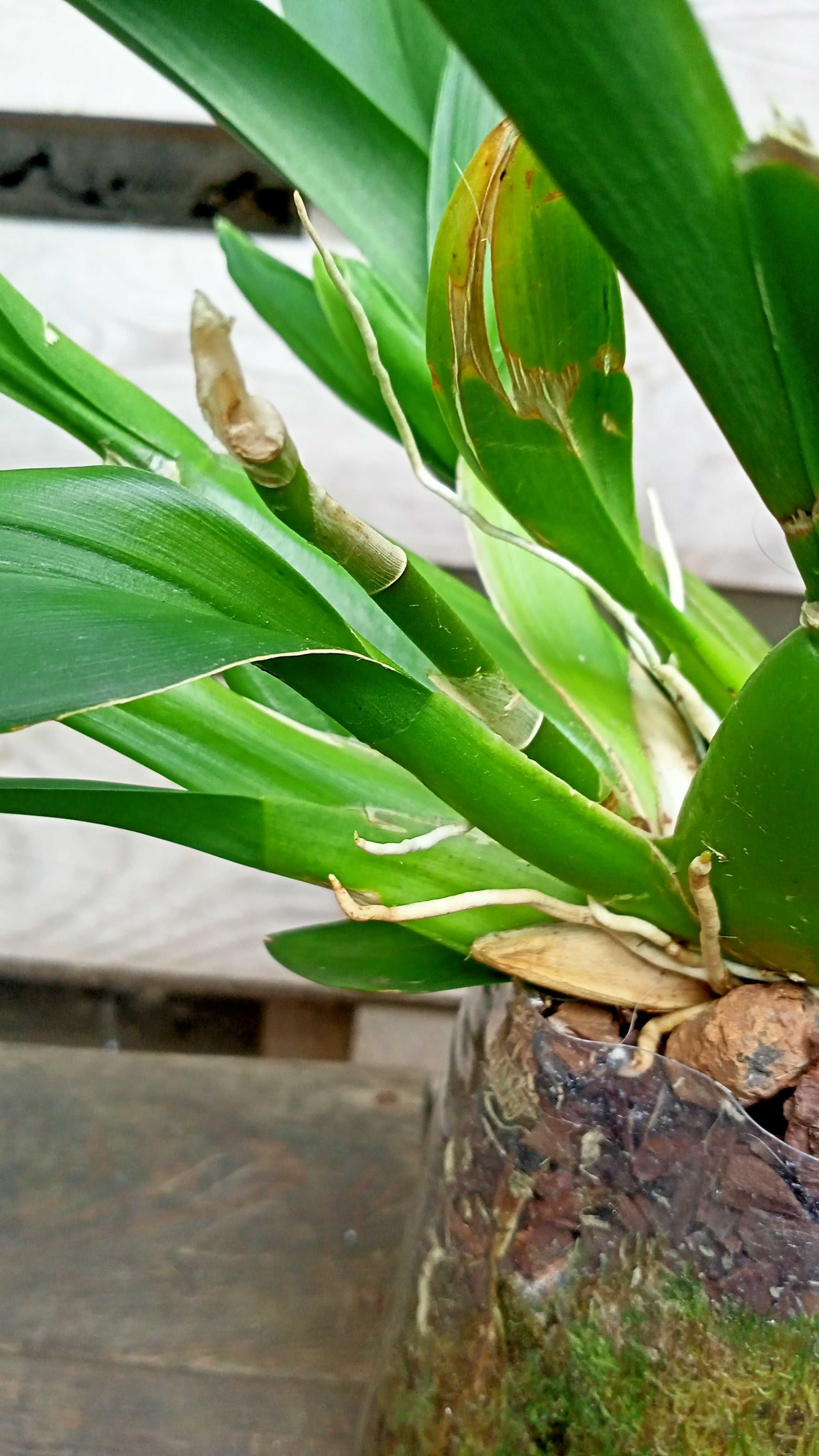 Орхідея   камбрія