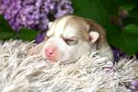Siberian Husky Piesek Samiec z doskonałym pochodzeniem