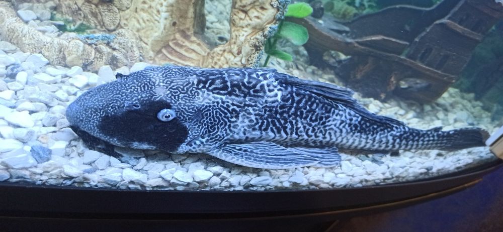 Сом плектостомус(Hypostomus plecostomus)