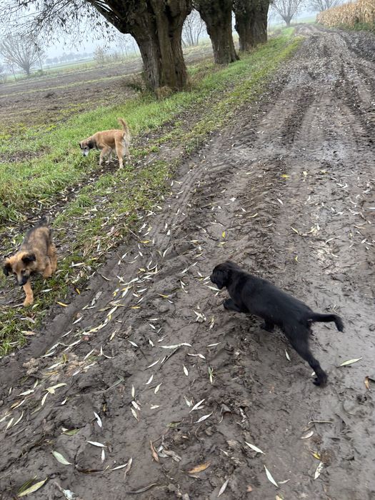 Oddam pieski, szczenięta