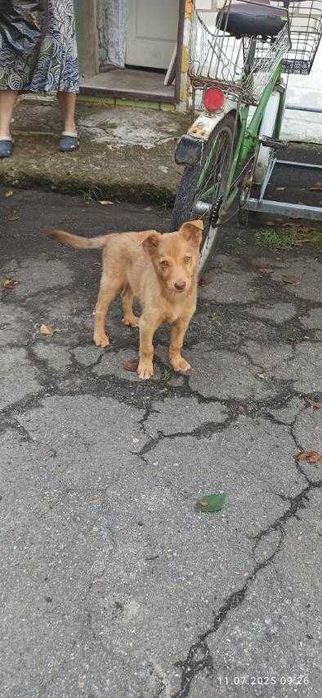 Руда кусючка маленької породи