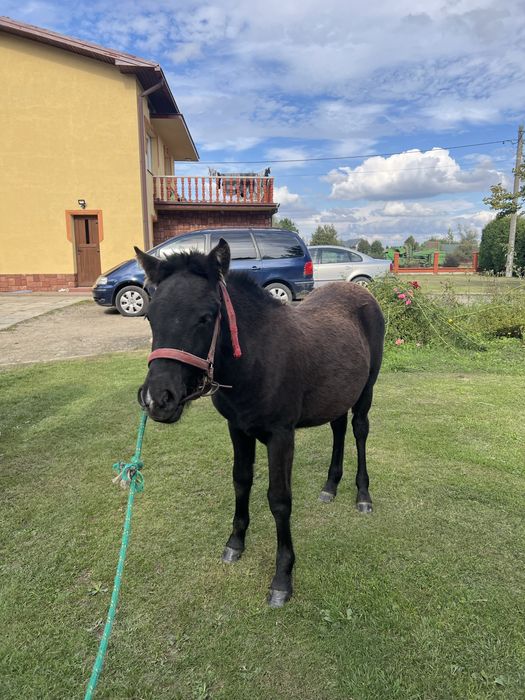 Sprzedam kucyka klacz